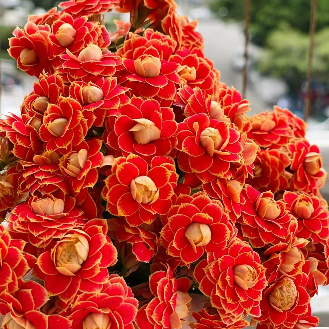 金狐狸长寿花室内盆栽