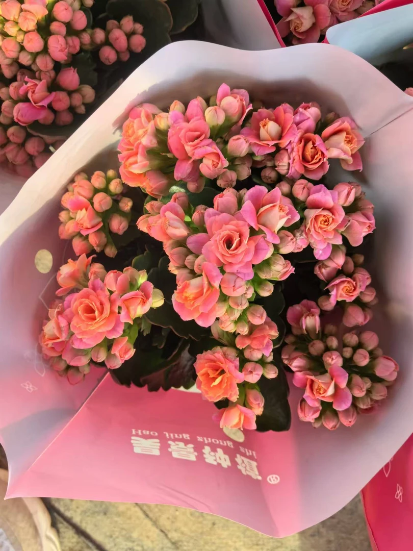 【戴安娜~昊景100盆】~稀有品种大花苞