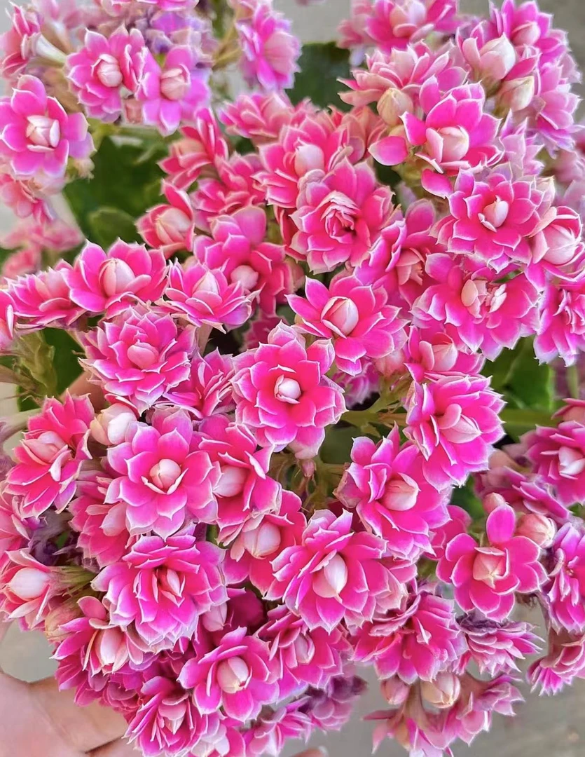 【紫风铃】~稀有品种大花苞