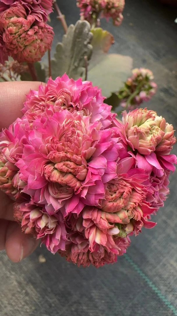 长相思 长寿花室内盆栽