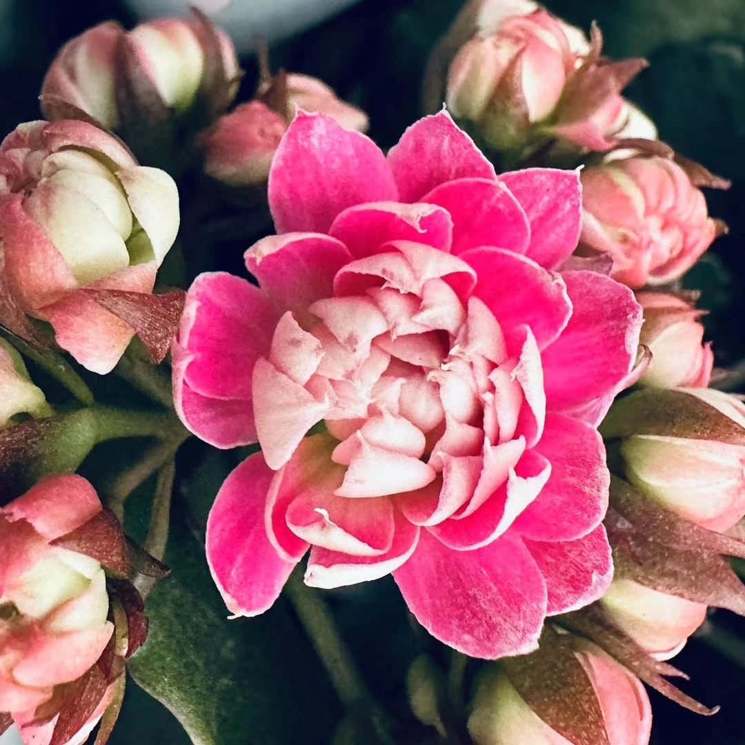 【翩然】~稀有品种 大花苞