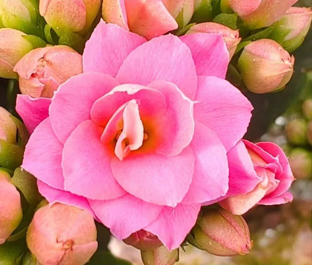 【安妮呗】~稀有品种大花苞