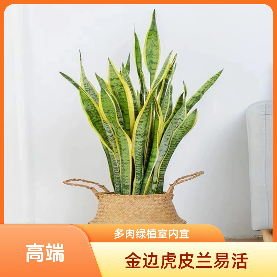 金边虎皮兰盆栽多肉易活水培植物绿植办公室内花卉大型客厅虎尾兰