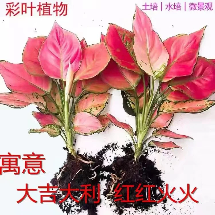 吉利红盆栽水培花卉如意皇后中国红室内植物美化空气好养桌面植物