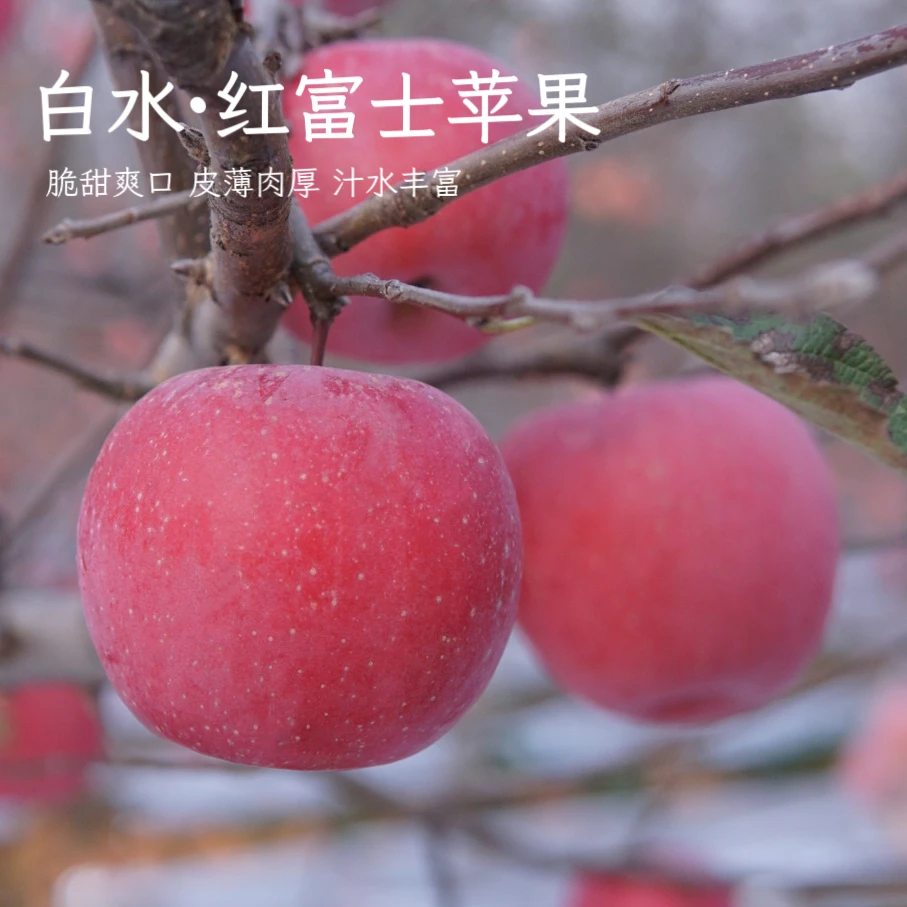 【陕西高原白水红富士苹果】果园直发新鲜采摘水果新果包邮4.5斤