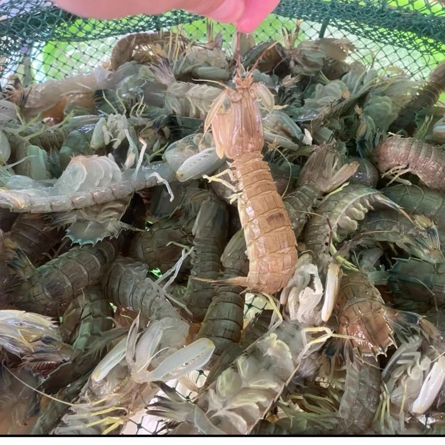 顺丰包邮 皮皮虾 濑尿虾 鲜活蒸熟发出