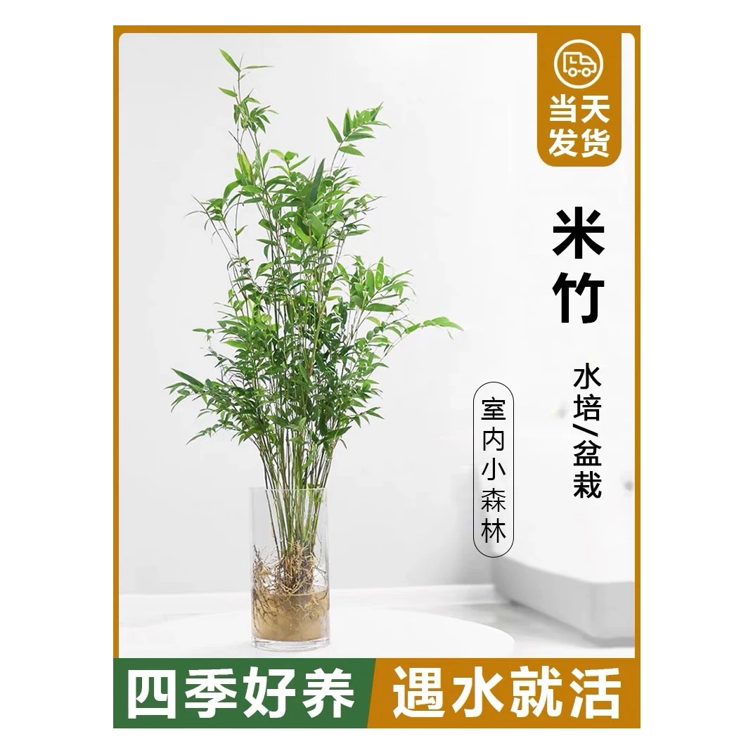 水土培米竹办公室家居盆栽竹子懒人水培植物空气净化观音米竹盆栽