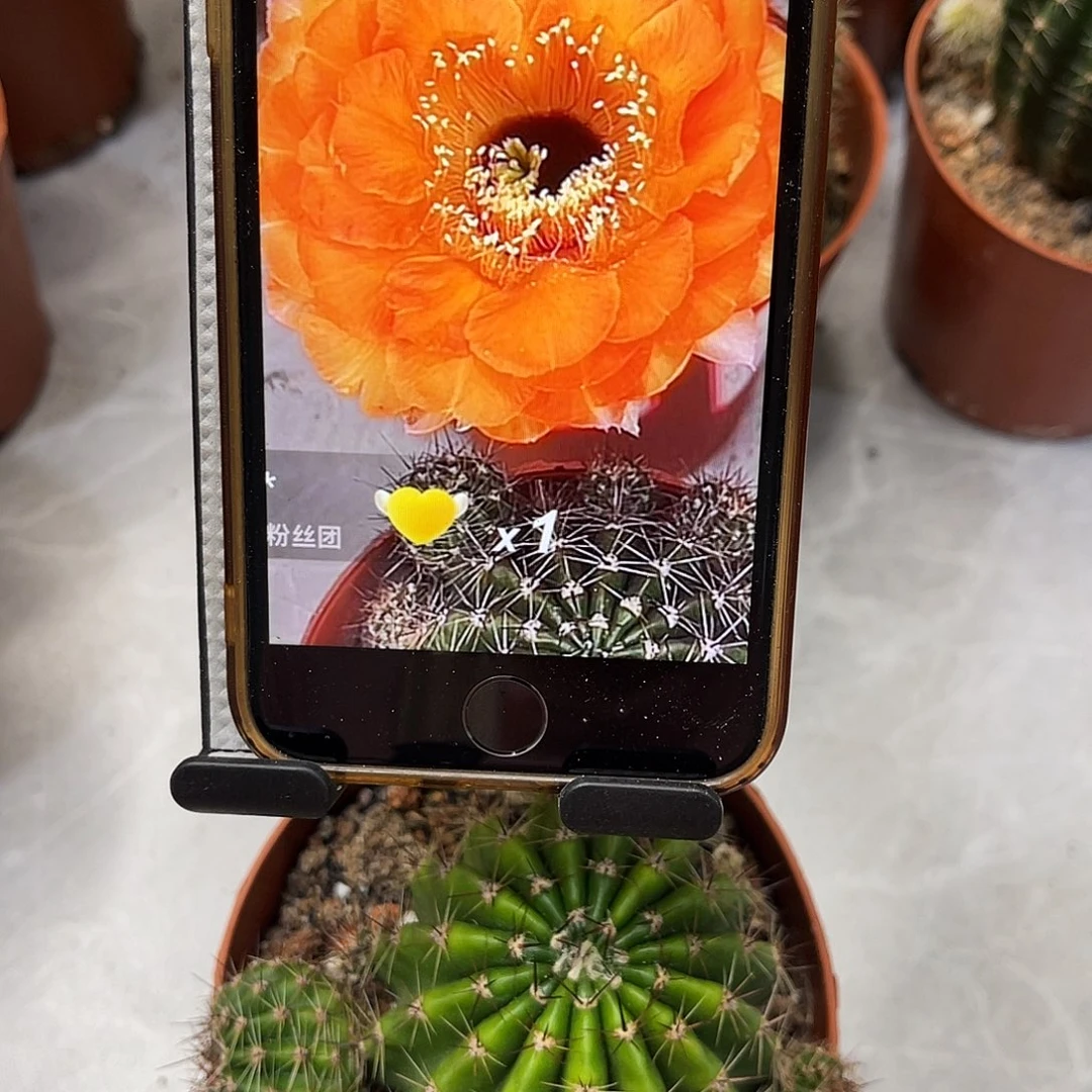 仙人球彩草72号带仔