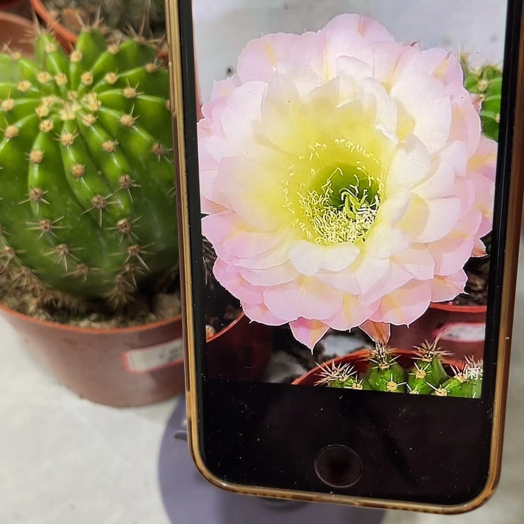 香香彩草比心7公分