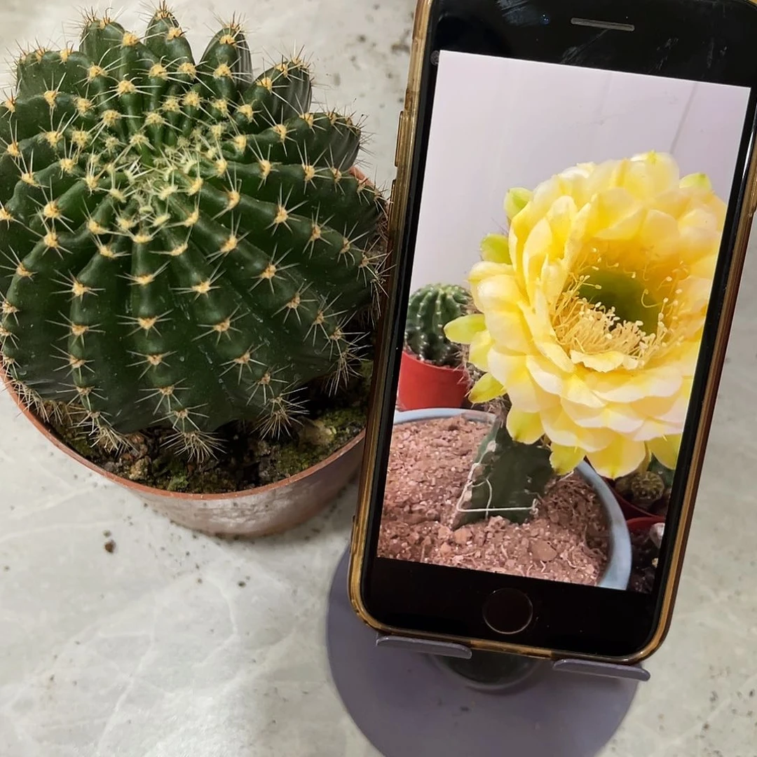 28号黄白国庆福利