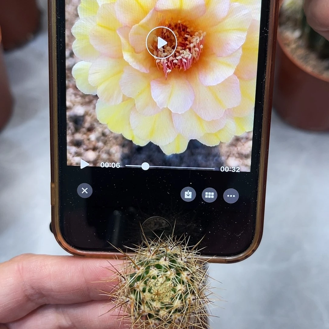 仙人球彩草暖芯2公分