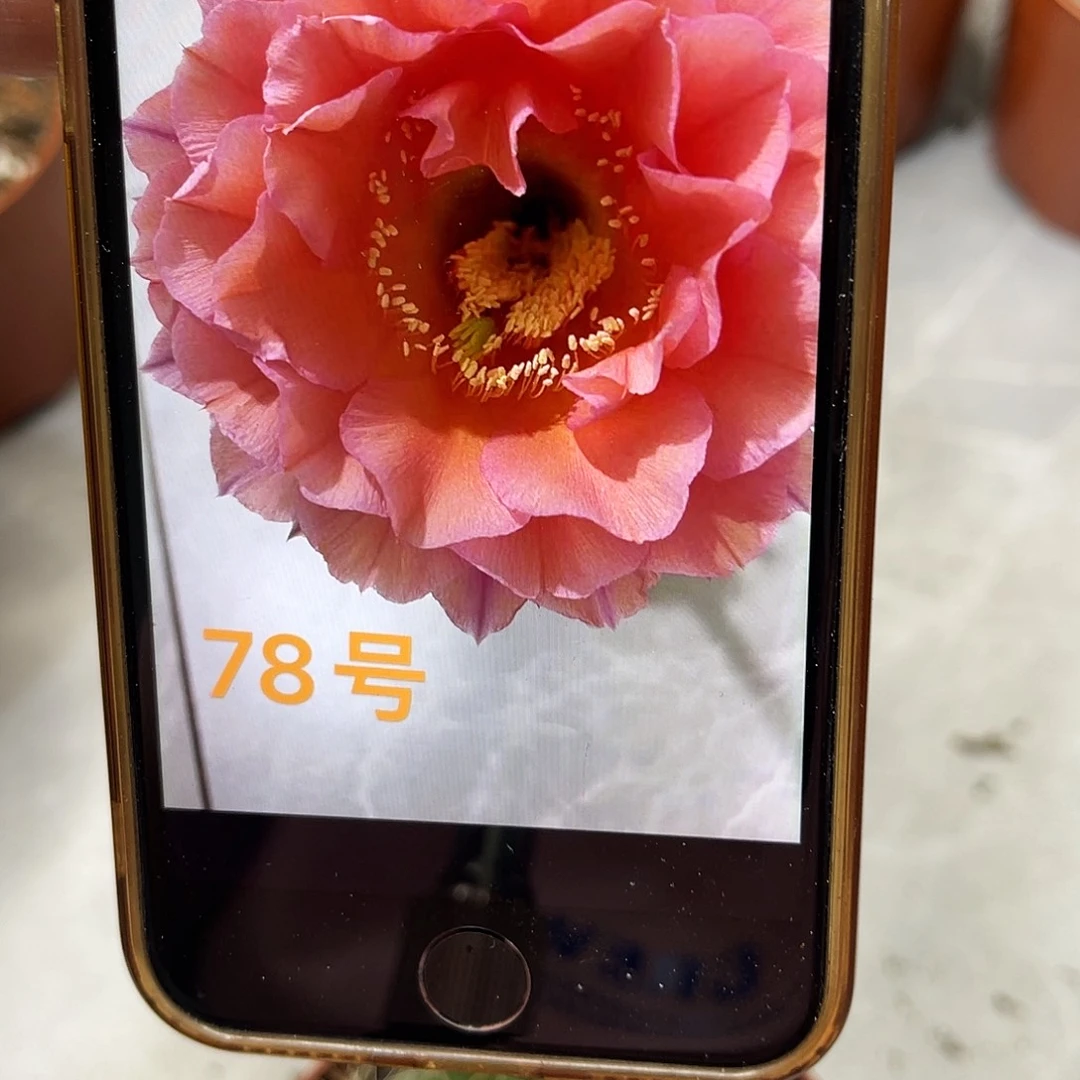 仙人球彩草78号6公分