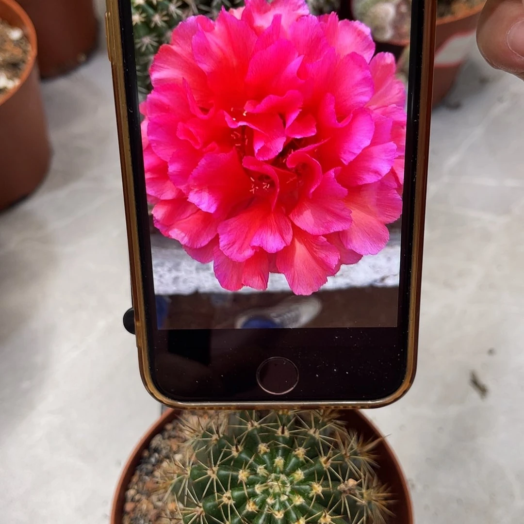 仙人球彩草媚影6公分柱