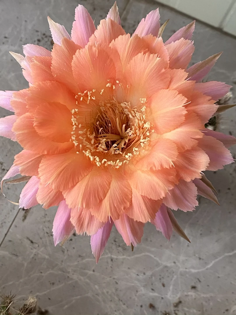 仙人球一物一拍满20包邮