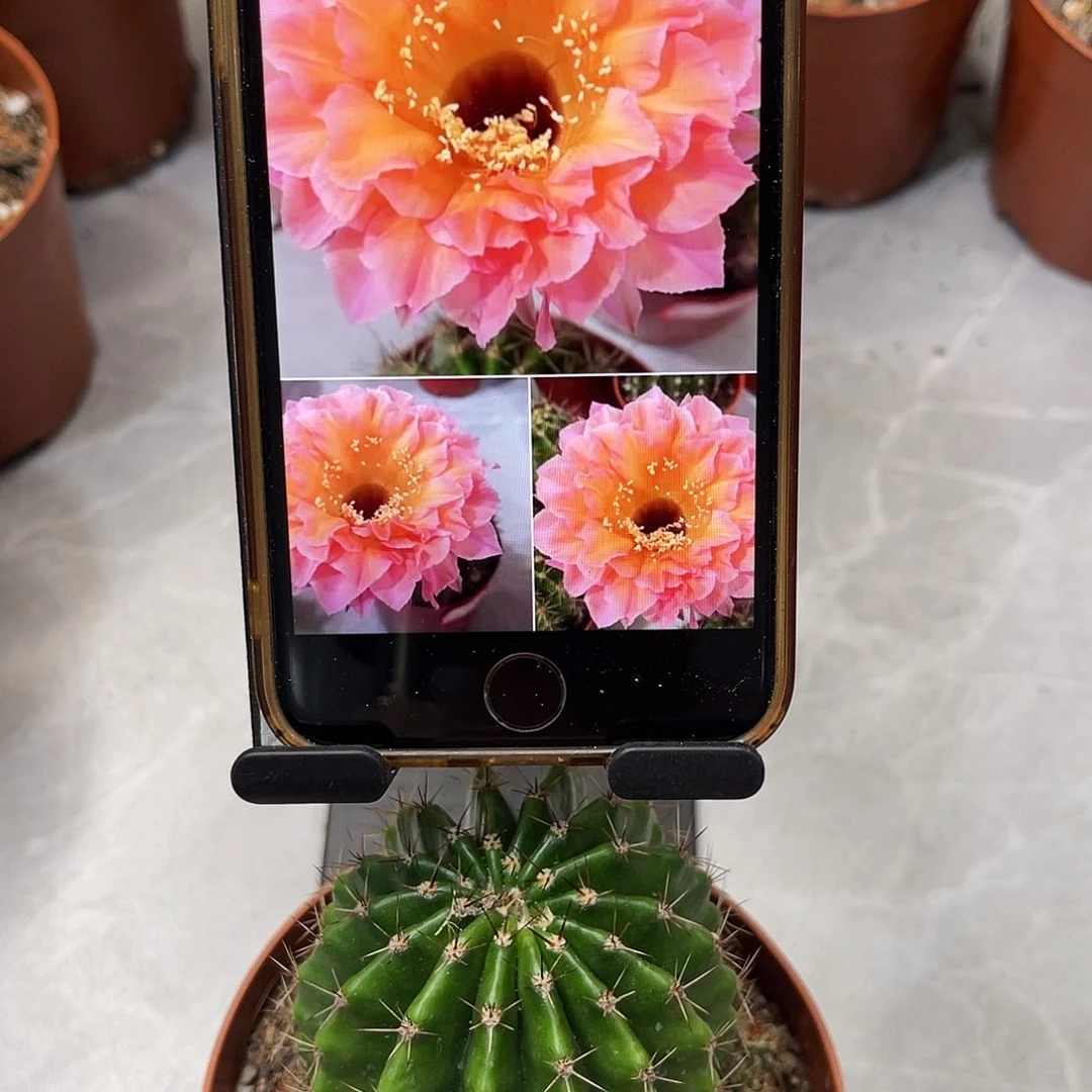 仙人球彩草58号带仔