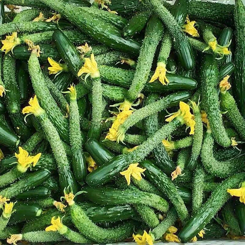 新鲜现摘小黄瓜手指粗细腌制咸菜