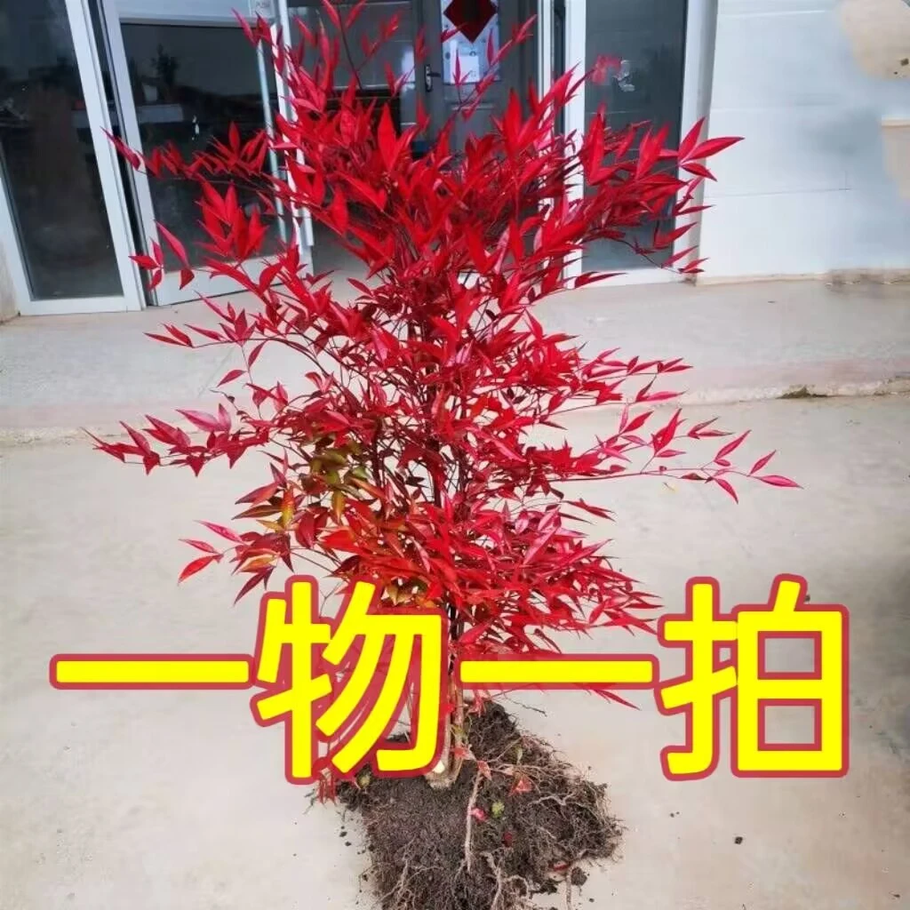 南天竹盆栽树苗火焰南天竹室内老桩盆景室外庭院耐寒竹子花卉绿植