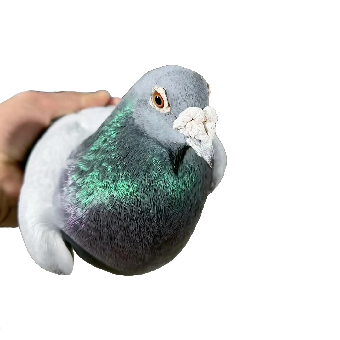 老信鸽，生鲜鸽子肉，带环信鸽，煲汤新鲜老鸽子