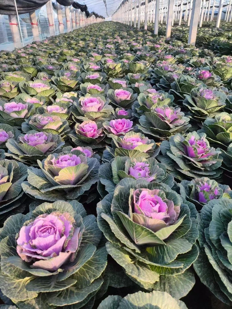 羽衣甘蓝玫瑰甘蓝鲁西露褶裙耐寒可食用庭院阳台冬季花卉多年生