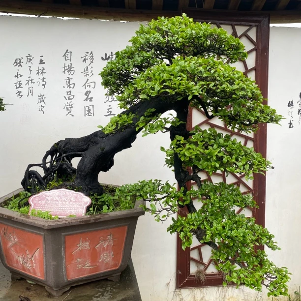 苟园精品老桩盆景