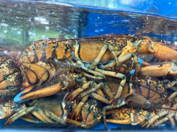 小波龙/个（7-8两）