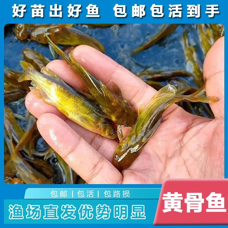 【论斤】新鲜黄骨鱼 一条4-6cm左右 渔场直发