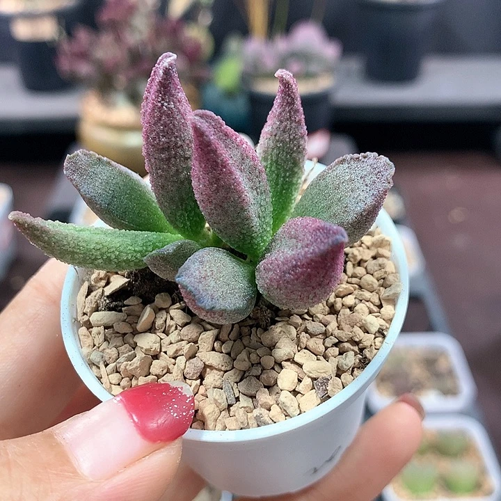纯红哈默杂 多肉植物 1085