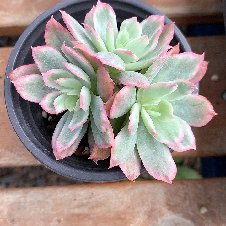 米****座绮罗锦 多肉植物。