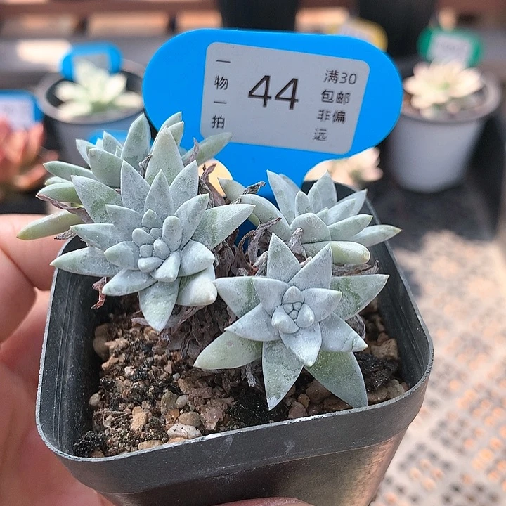 44号 白菊 多肉植物