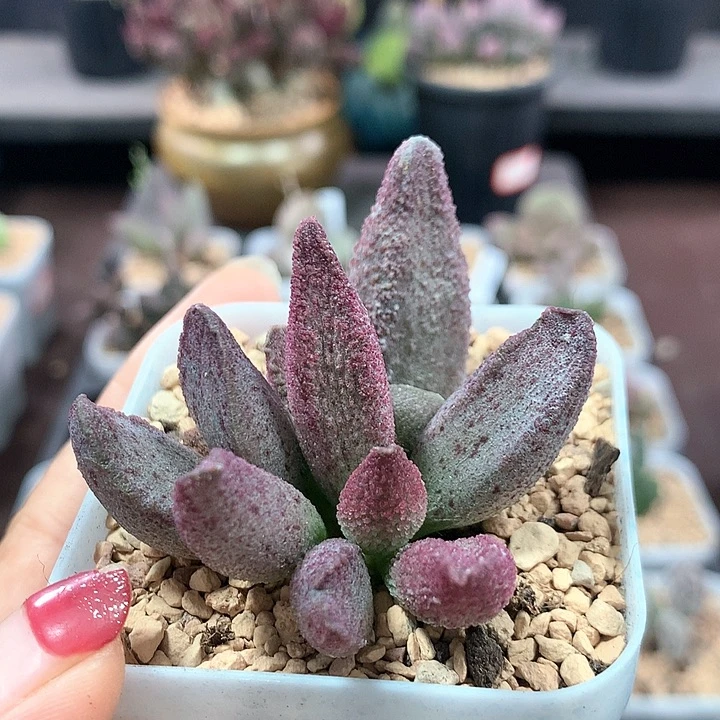 纯红哈默杂 多肉植物 1089