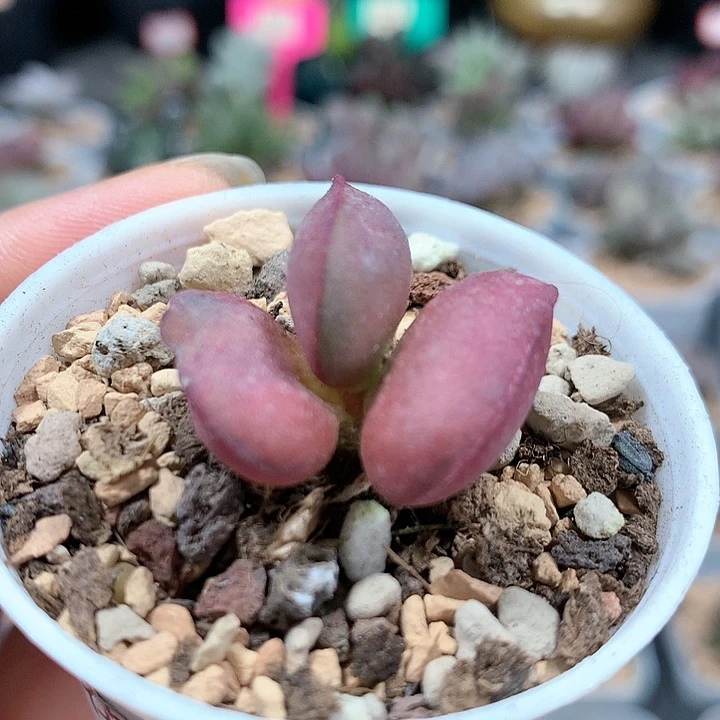 红蛋 多肉植物956