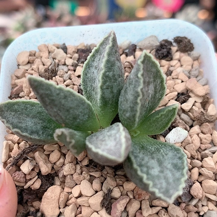 鲍鱼 多肉植物 666