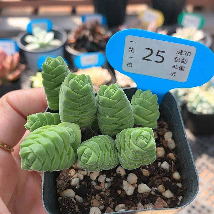25号 绒塔 多肉植物