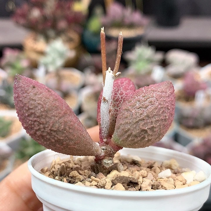 腹部 多肉植物 1072