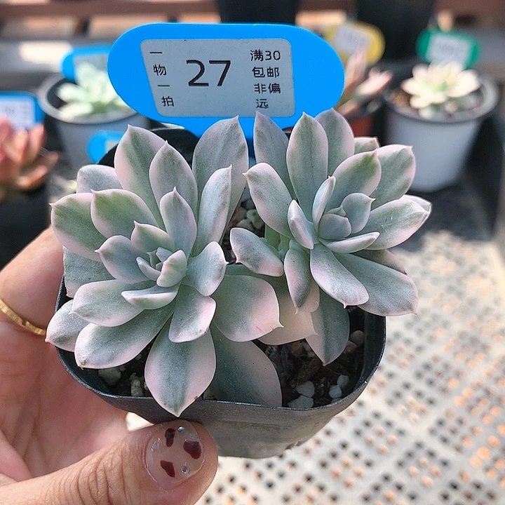 27号 安娜玫瑰锦 多肉植物