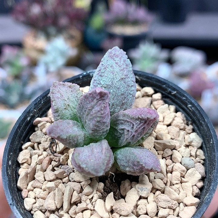 融猪 多肉植物 1048