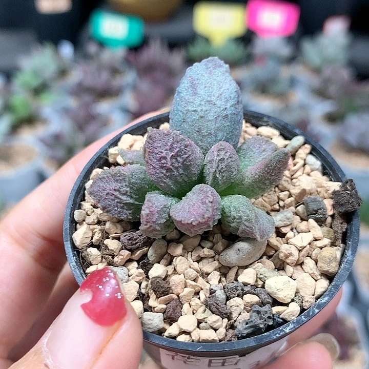 融猪 多肉植物 1031
