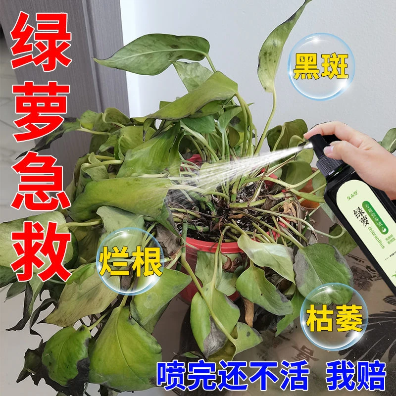 绿萝急救】绿萝营养液植物专用叶子发黄烂根花卉翠绿有机液体肥