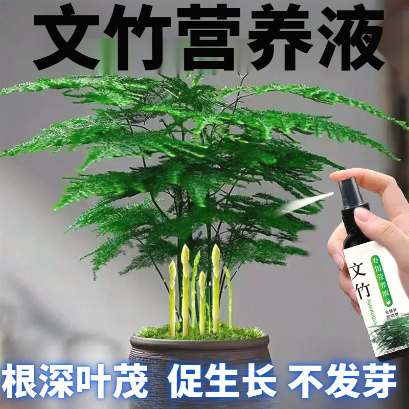 文竹专用营养液肥料盆栽绿植物叶子发黄枯瘦免稀释通用营养液肥料