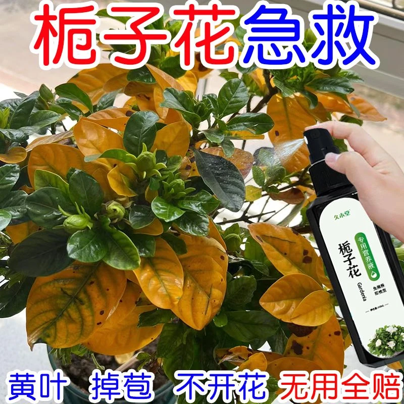 栀子花营养液专用肥料免稀释叶子发黄枯萎掉苞不开花花卉通用肥