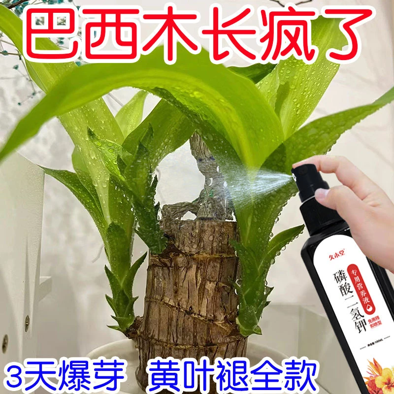 【巨好用】巴西木营养液专用肥料叶子发黄去黄叶急救催发芽液态肥