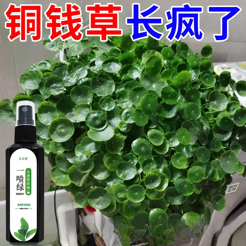 【花卉绿】铜钱草专用营养液水培土培增绿防枯萎黄叶增肥免稀释肥