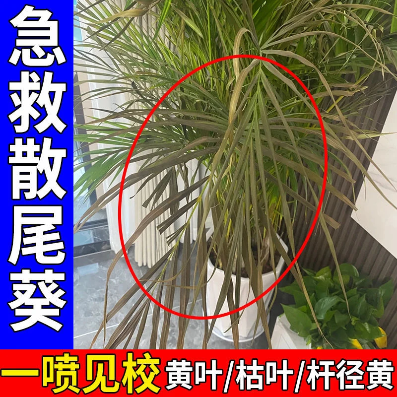 【急救型】散尾葵营养液治黄叶防干尖防烂根枯萎落叶杆径黄专用肥