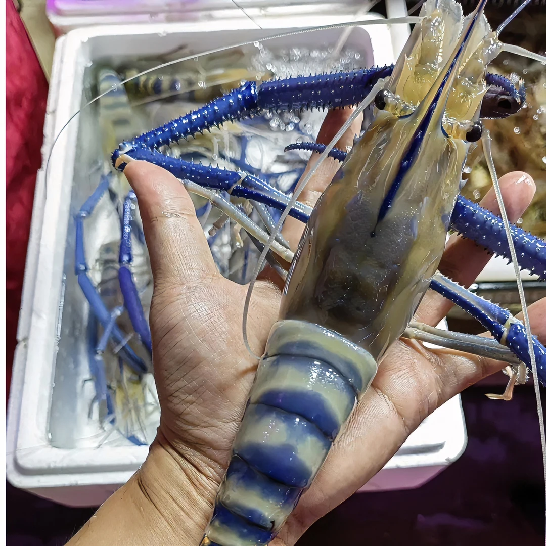 【鲜活发货】超大罗氏虾3斤装源头虾场现捕新鲜大头虾速冻保鲜配送