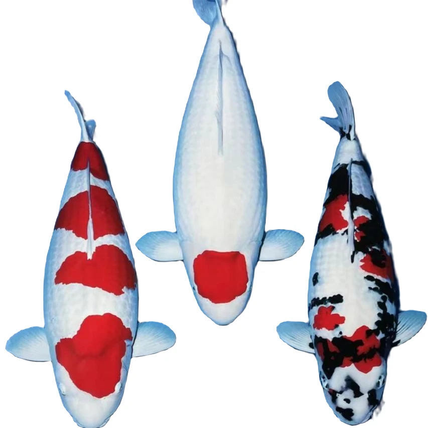 [直播选鱼]  专注精品锦鲤，观赏鱼