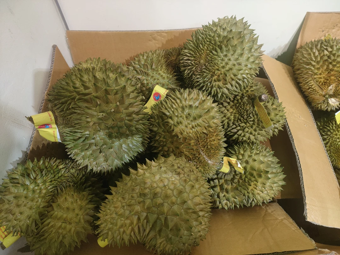 泰国金枕榴莲 需今天吃