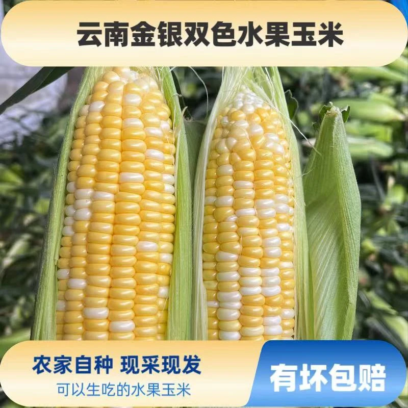 【店铺热卖精选】云南金银双色水果玉米脆甜多汁清甜脆嫩水果甜玉米