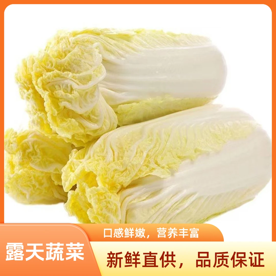 云南高山娃娃菜包纸菜新鲜味美脆甜火锅配菜露天蔬菜产地直发