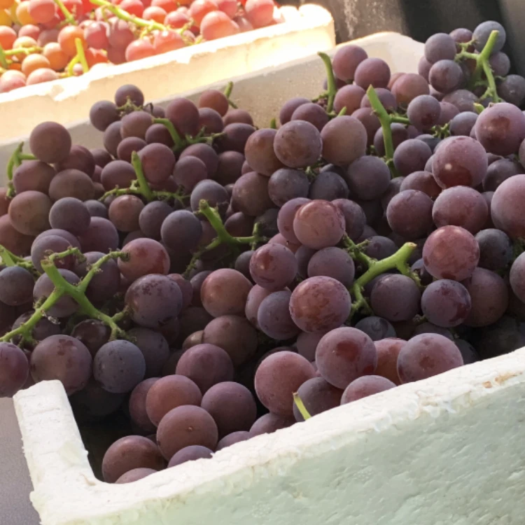 浦江巨峰葡萄鲜甜江浙沪皖顺丰包邮浦江葡萄新鲜时令水果5斤10斤