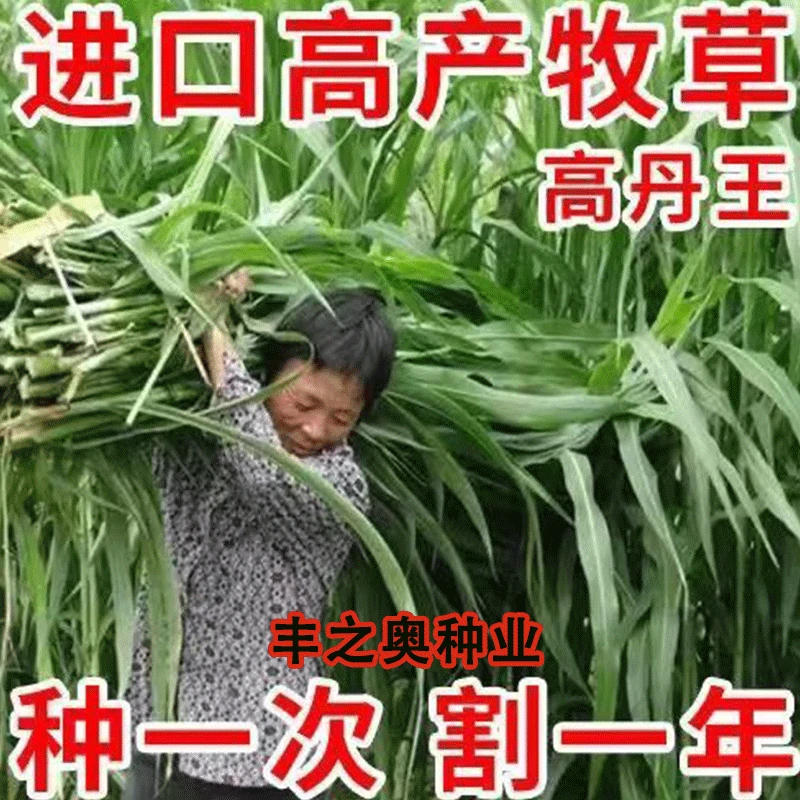 进口高丹草苏丹草种籽耐旱耐热四季牧草养殖再生畜牧牛羊猪鸡鱼虾